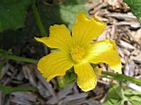 Courge-torchon, Luffa cylindrica (fam Cucurbitacees) (Afr., Asie tropicale) (2) (Photo F. Mrugala)